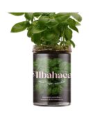 huerto de cocina albahaca de resetea