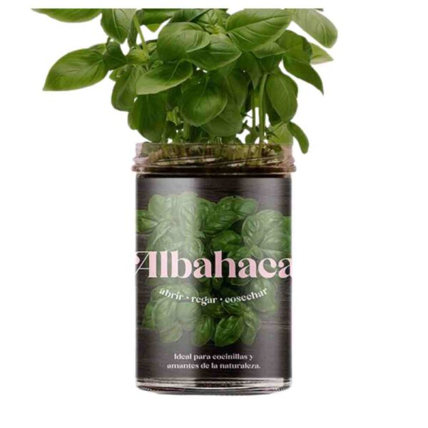 huerto de cocina albahaca de resetea