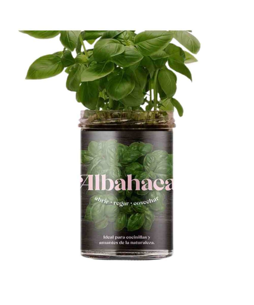 huerto de cocina albahaca de resetea