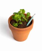 Lápiz plantable de Flores Resetea - Imagen 3