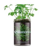 huerto de cocina cilantro de resetea