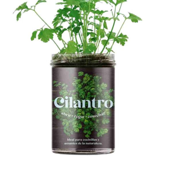 huerto de cocina cilantro de resetea